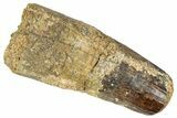 Fossil Spinosaurus Tooth - Feeding Worn Tip #348624-1